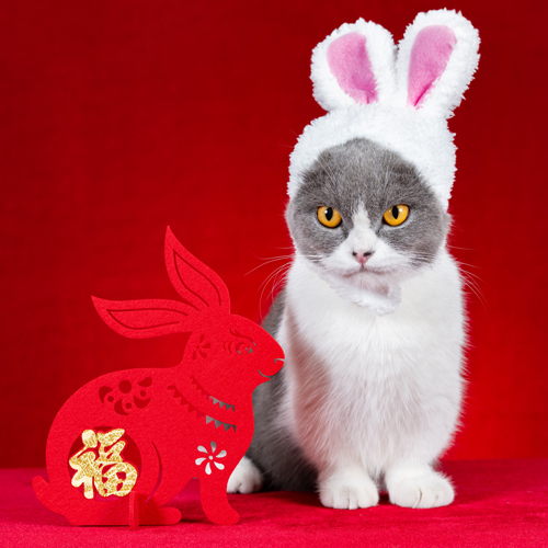 Lunar New Year - how to celebrate the Year of the Rabbit (or Cat) in the  Triangle - Triangle on the Cheap